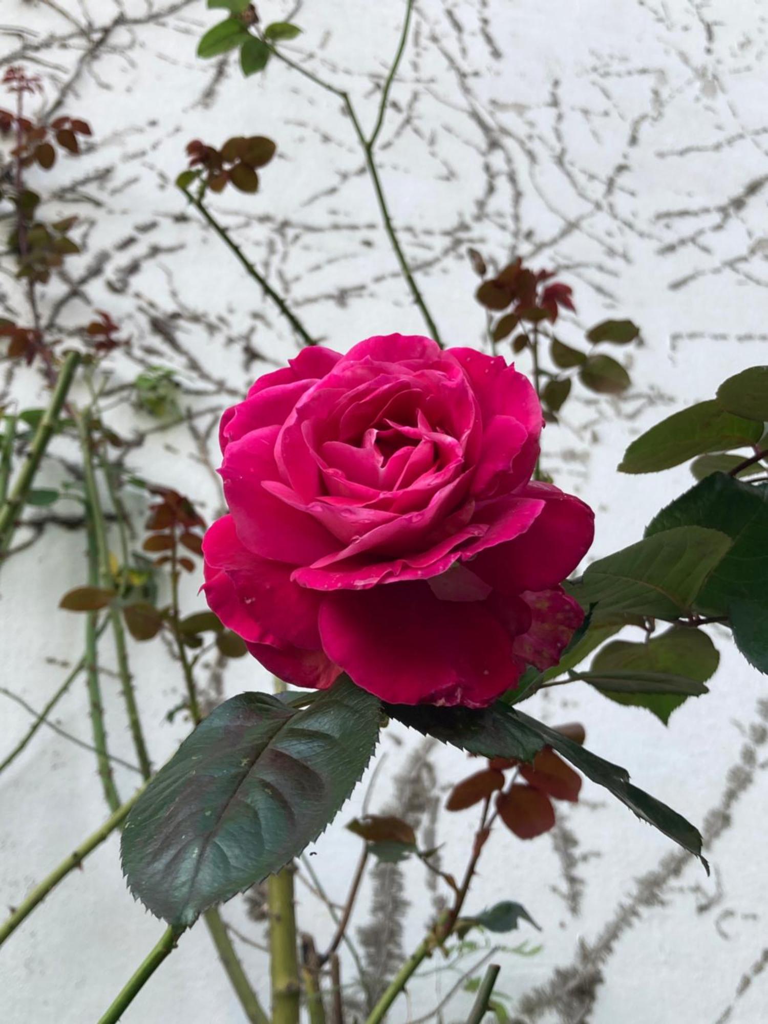 Studio Avec Terrasse Sur Jardin 丰特奈·索斯·博伊斯 外观 照片